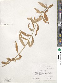 Gentiana andrewsii image