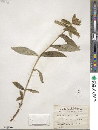 Gentiana andrewsii image