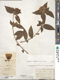 Gentiana andrewsii image