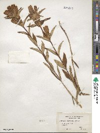 Gentiana andrewsii image