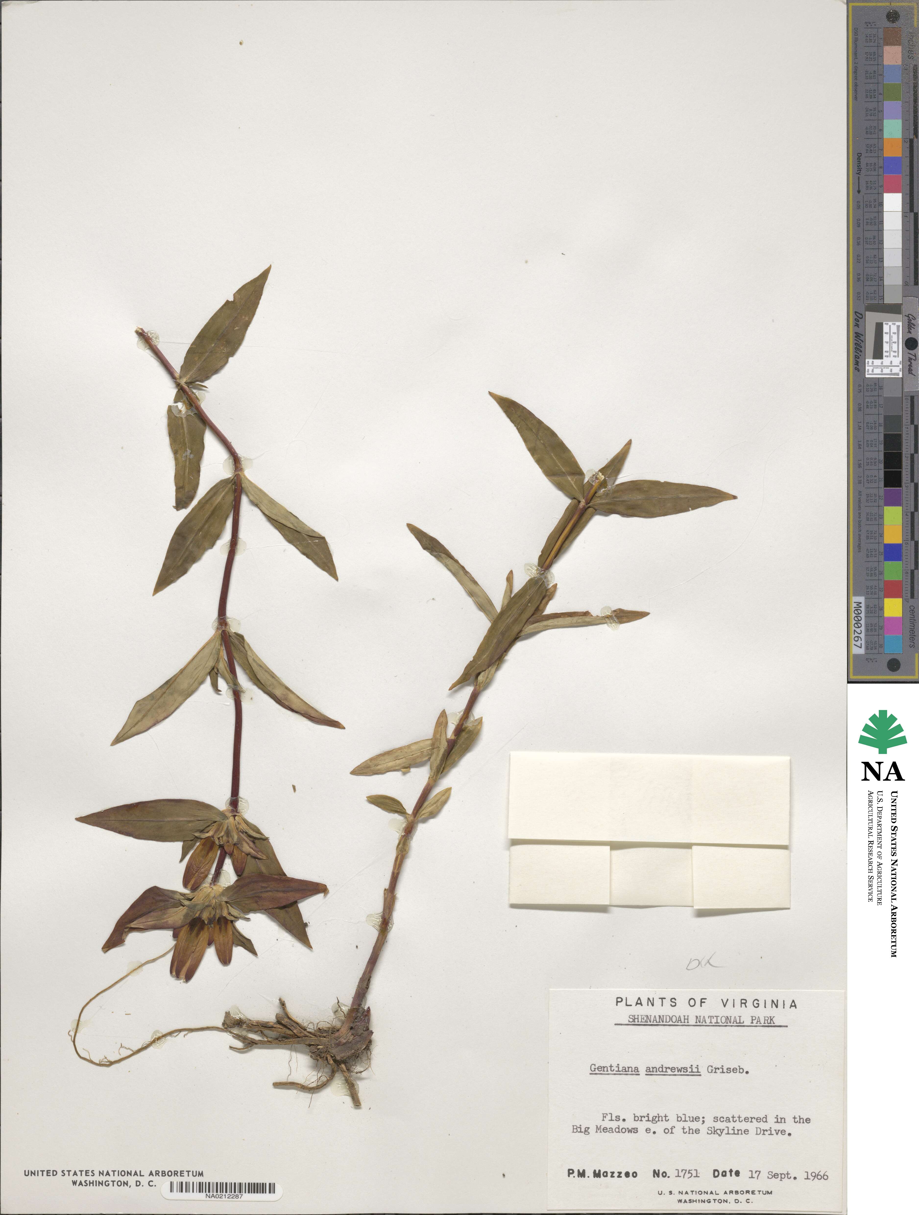 Gentiana andrewsii image