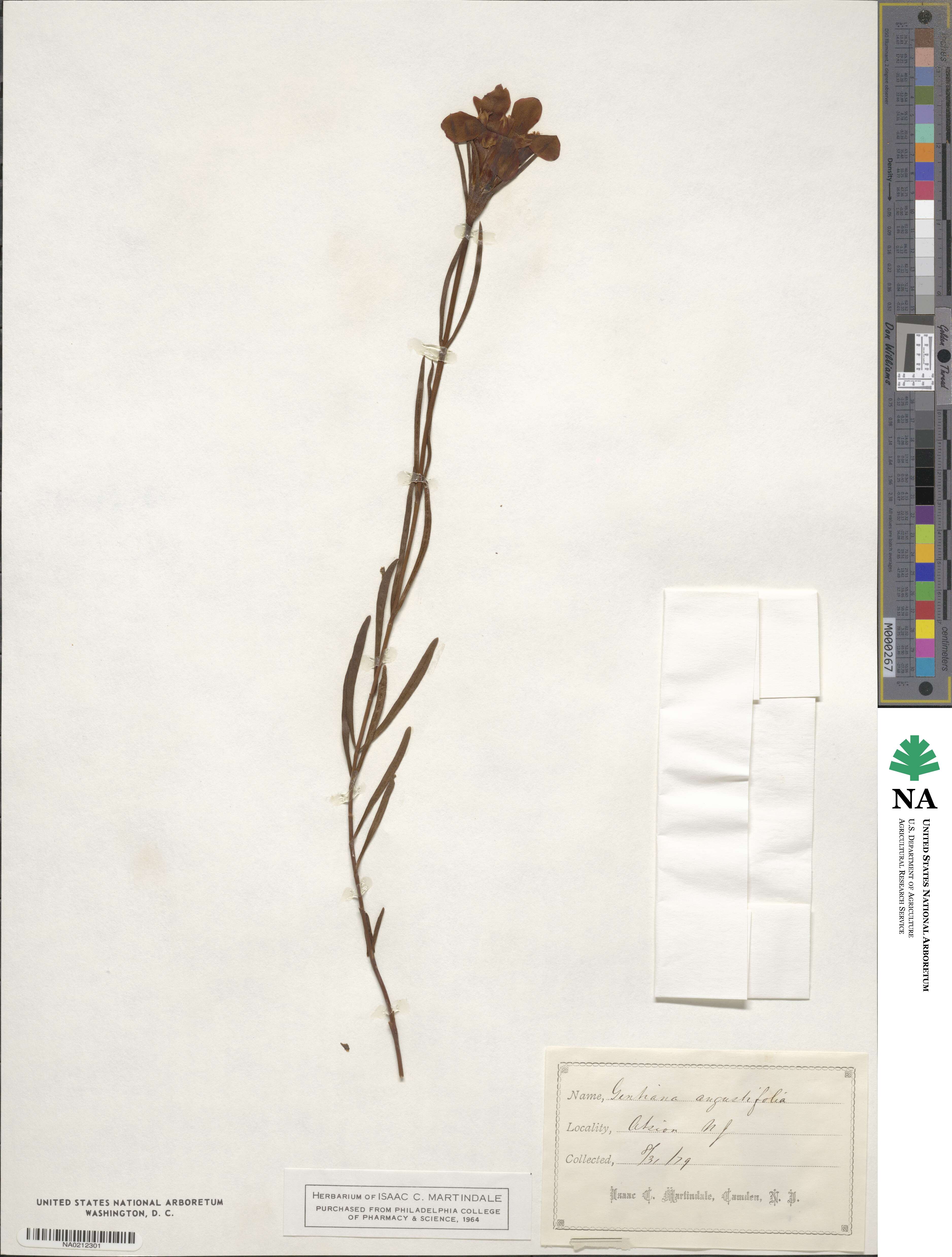 Gentiana angustifolia image