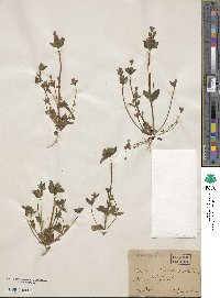 Gentianella aurea image