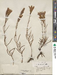 Gentiana autumnalis image