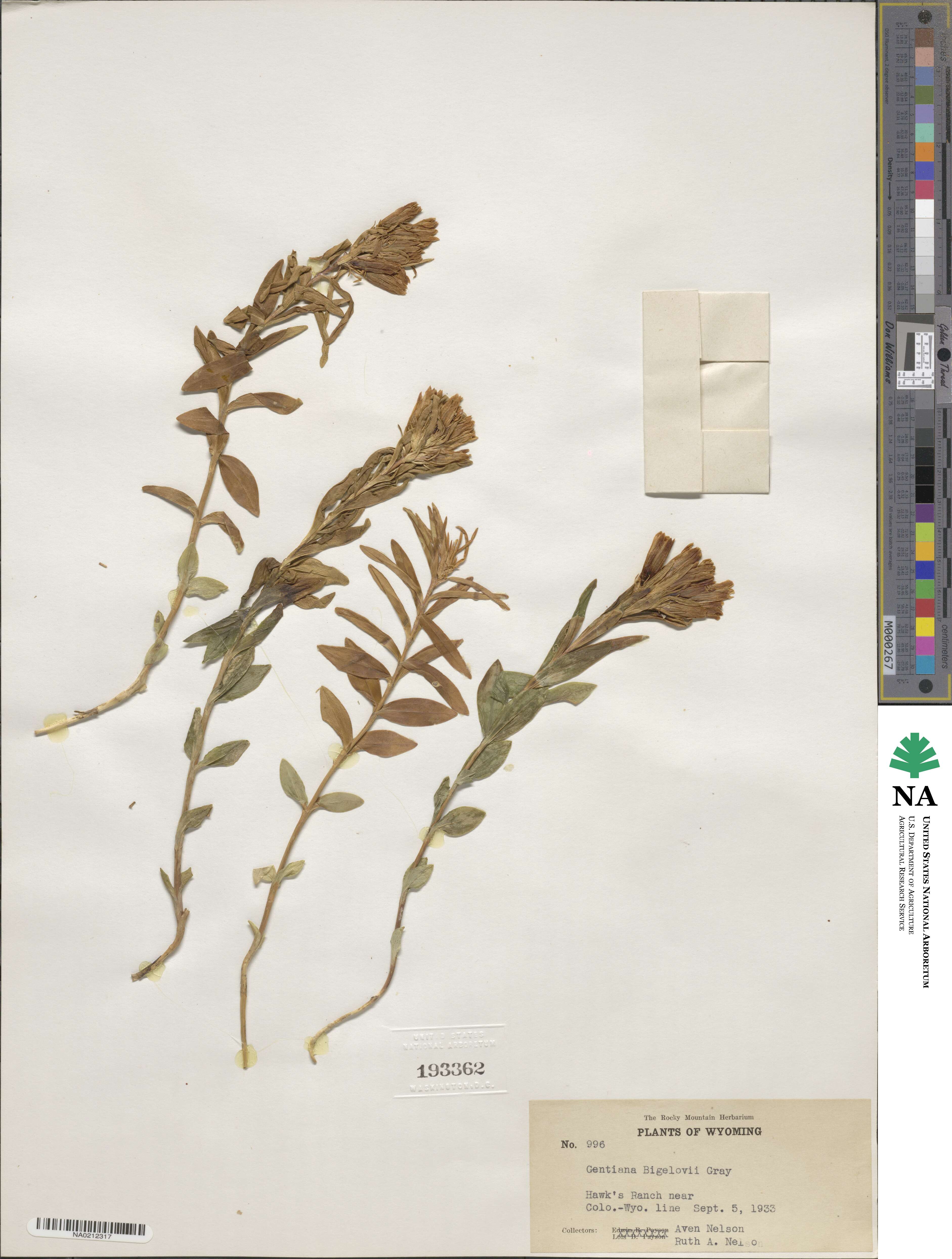 Gentiana affinis image