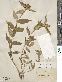 Gentiana clausa image