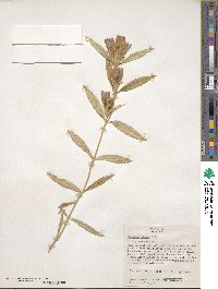 Gentiana clausa image