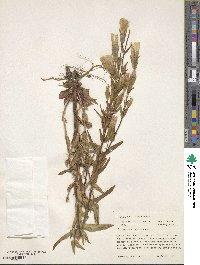 Gentianopsis crinita image