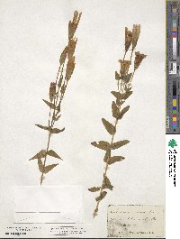 Gentianopsis crinita image