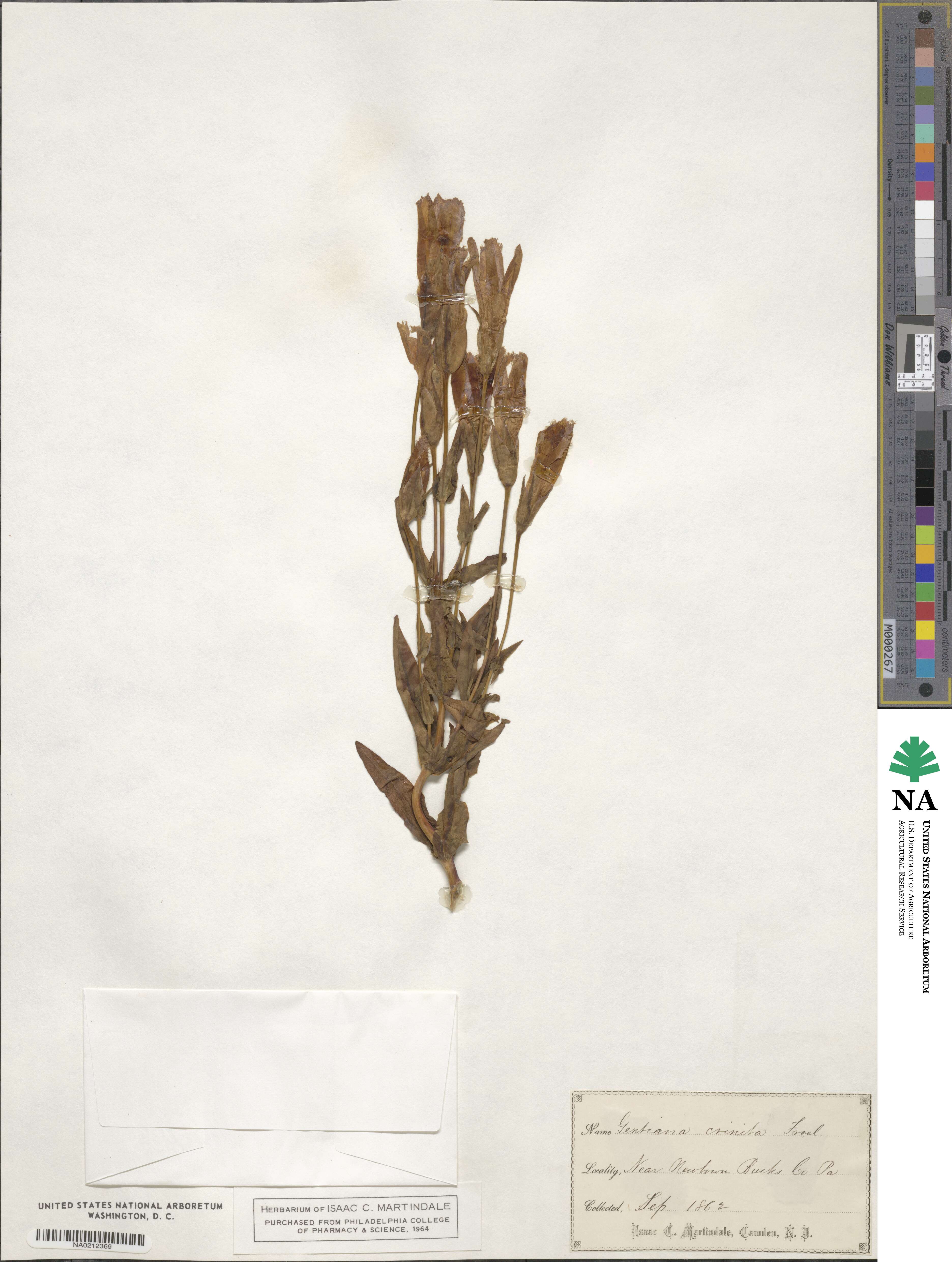 Gentianopsis crinita image