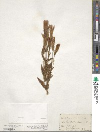 Gentianopsis crinita image