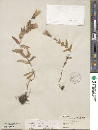 Gentianopsis crinita image