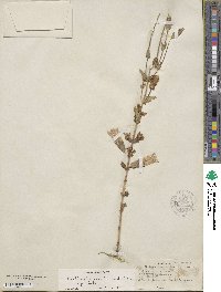 Gentianopsis crinita image