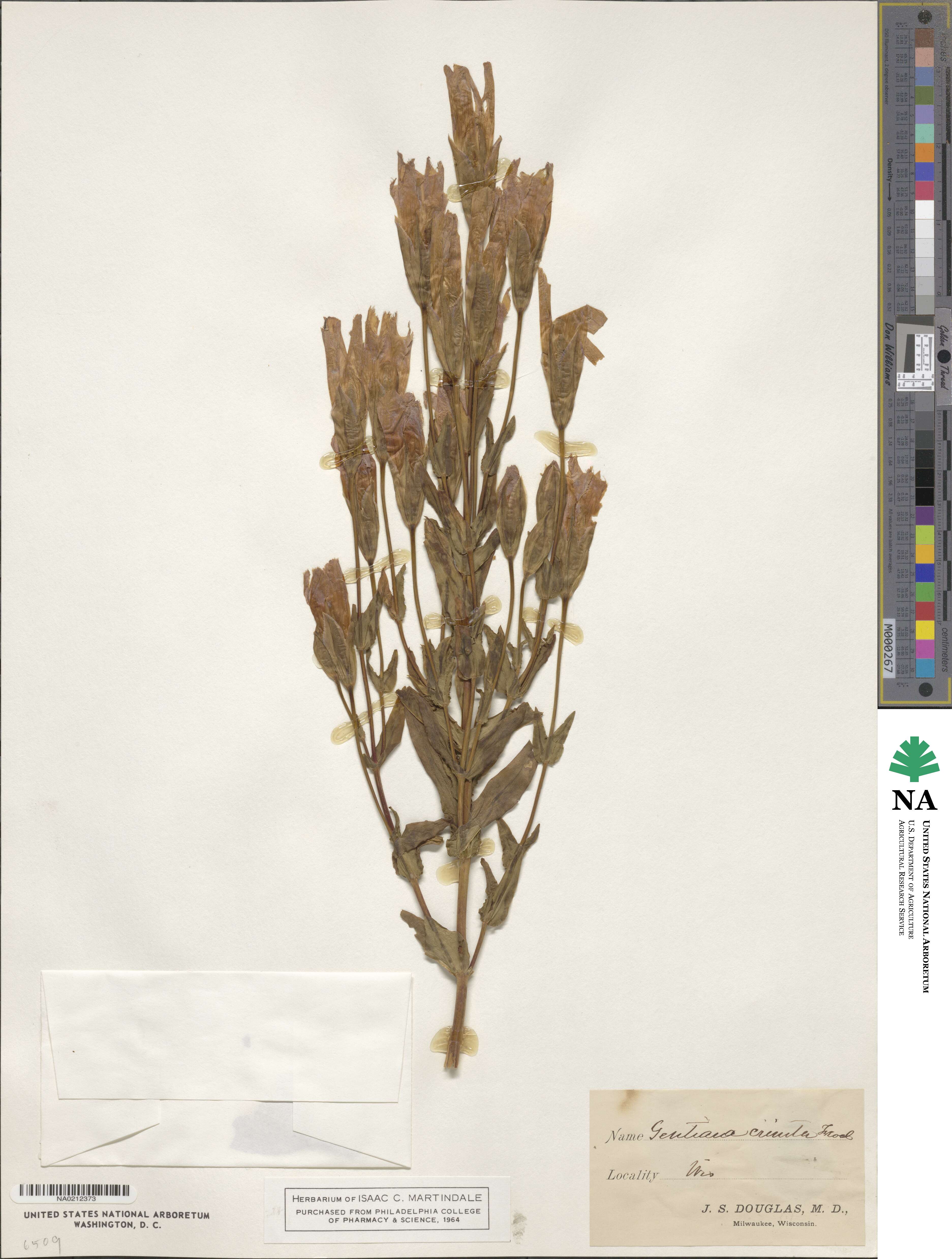 Gentianopsis crinita image