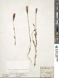 Gentianopsis detonsa image