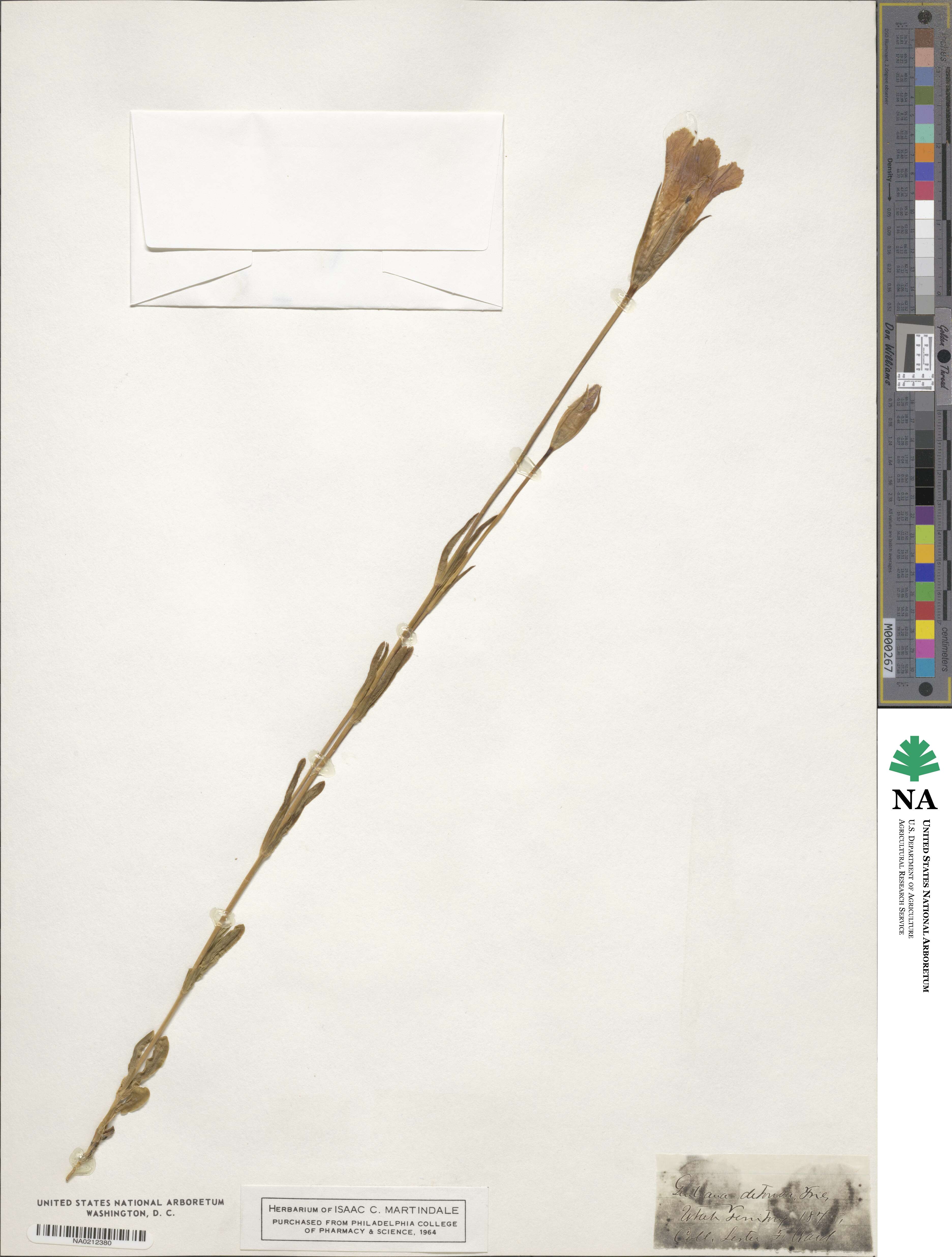 Gentianopsis detonsa subsp. detonsa image