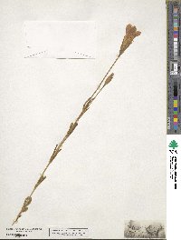 Gentianopsis detonsa subsp. detonsa image