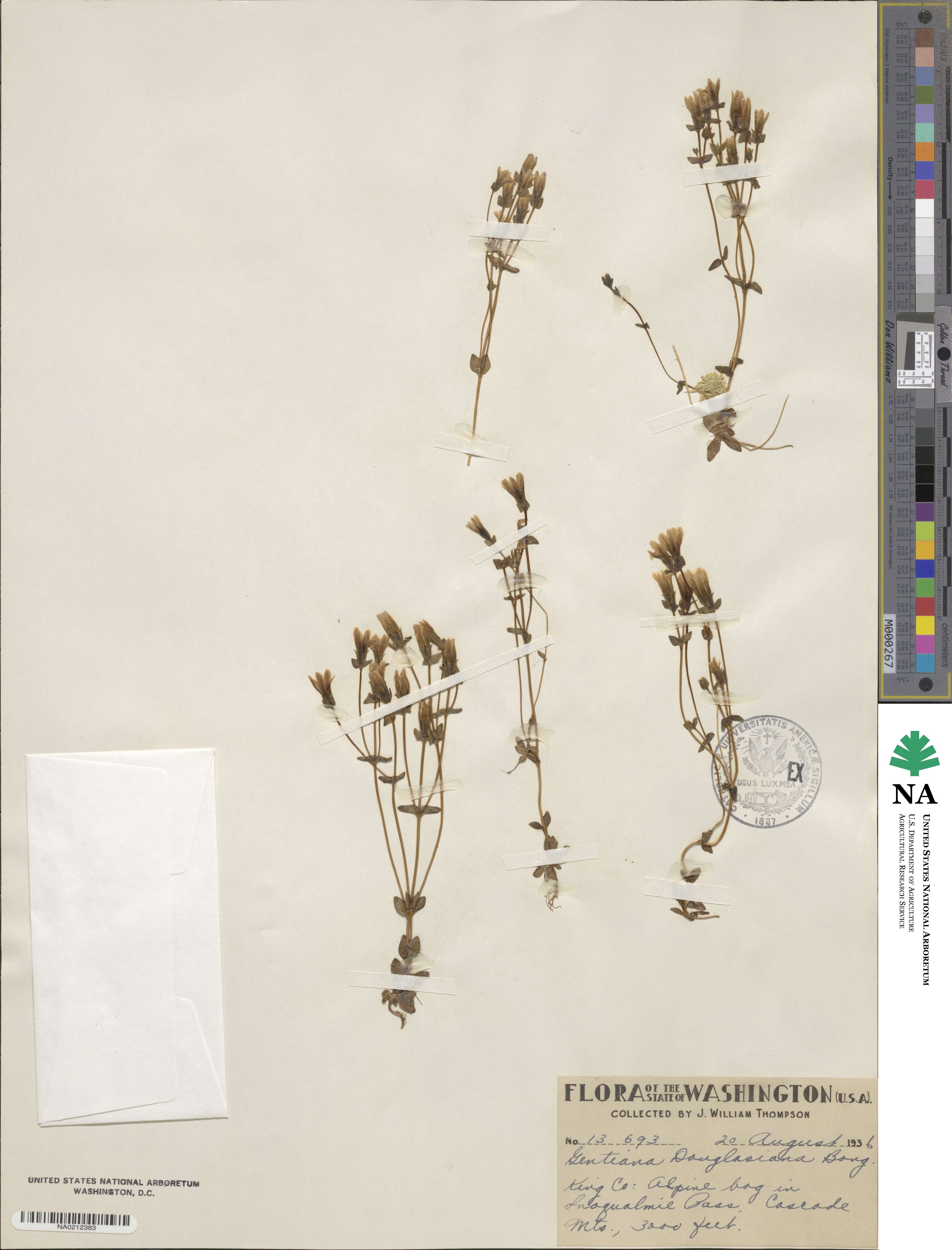 Gentiana douglasiana image