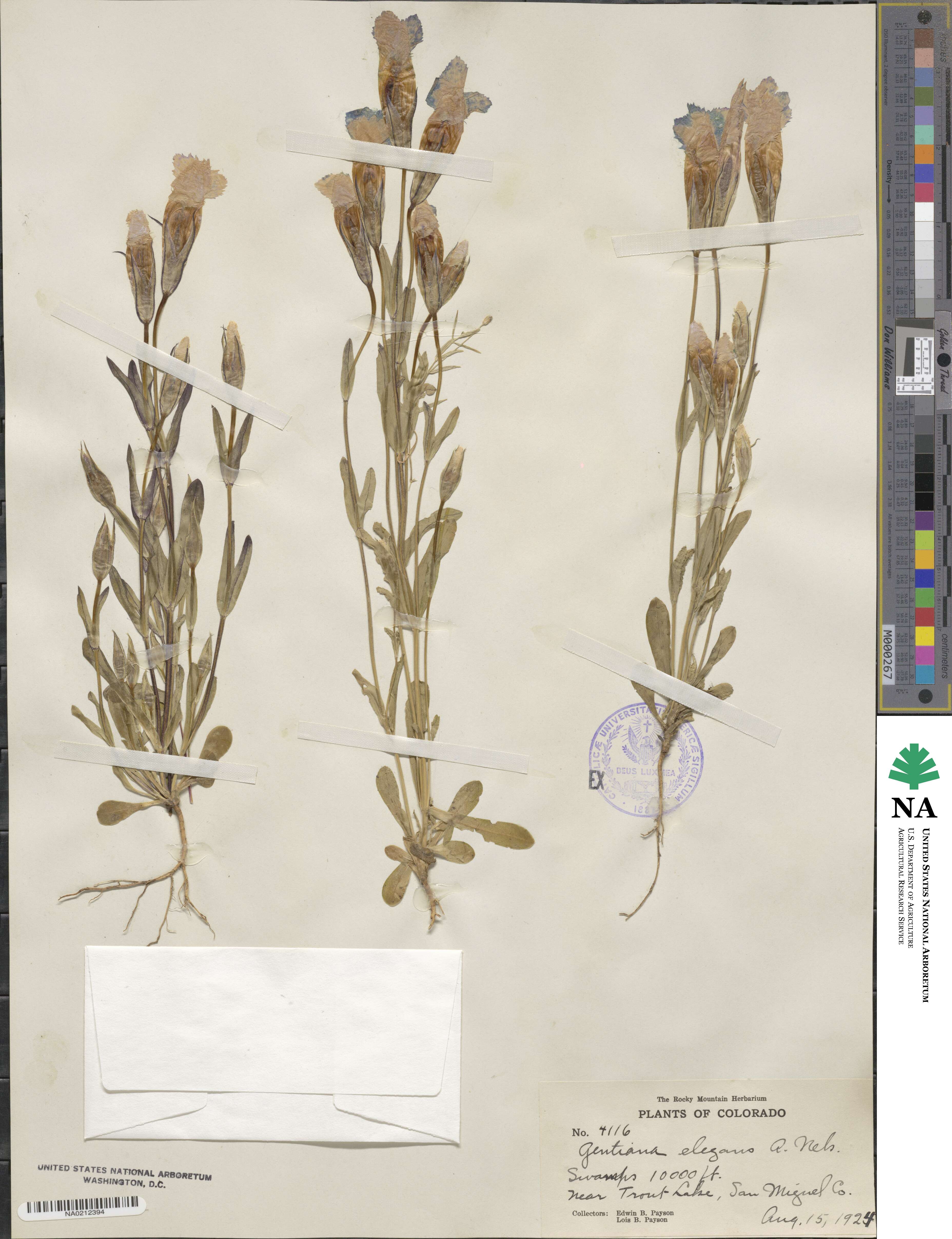 Gentianopsis thermalis image
