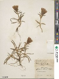 Gentiana frigida image