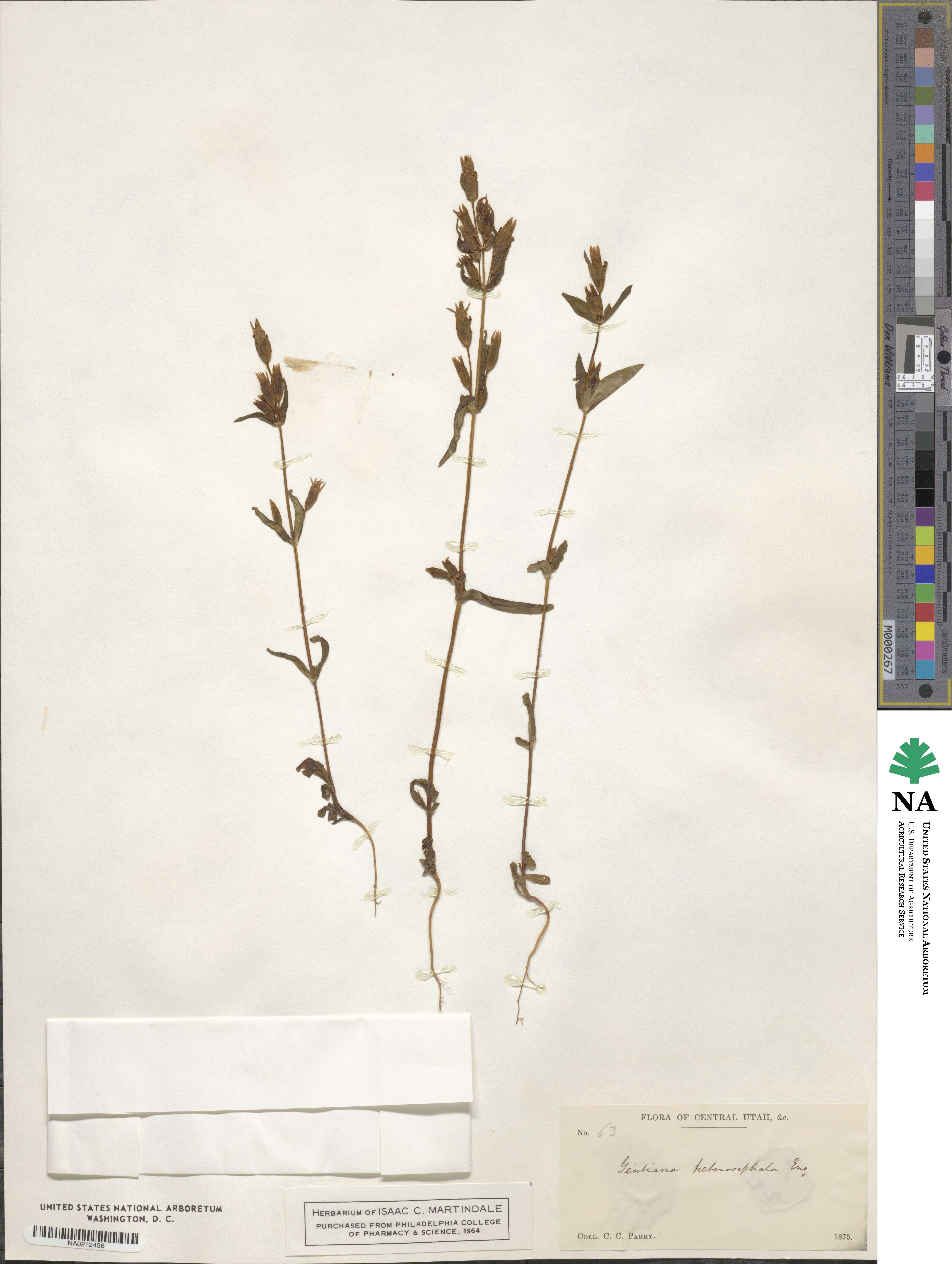 Gentianella amarella image