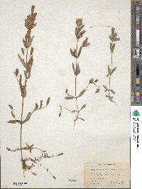 Gentianella amarella subsp. heterosepala image