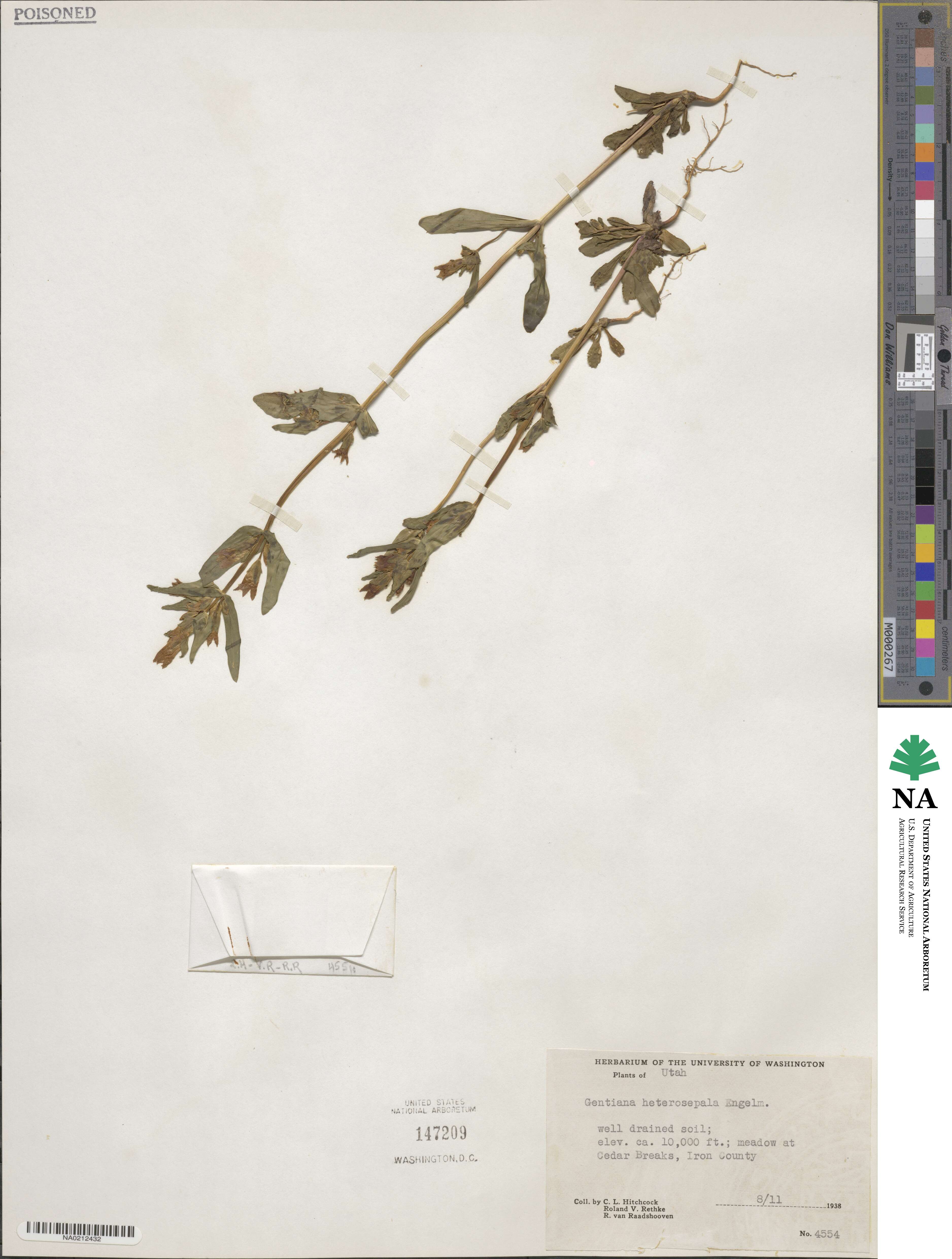 Gentianella amarella subsp. heterosepala image