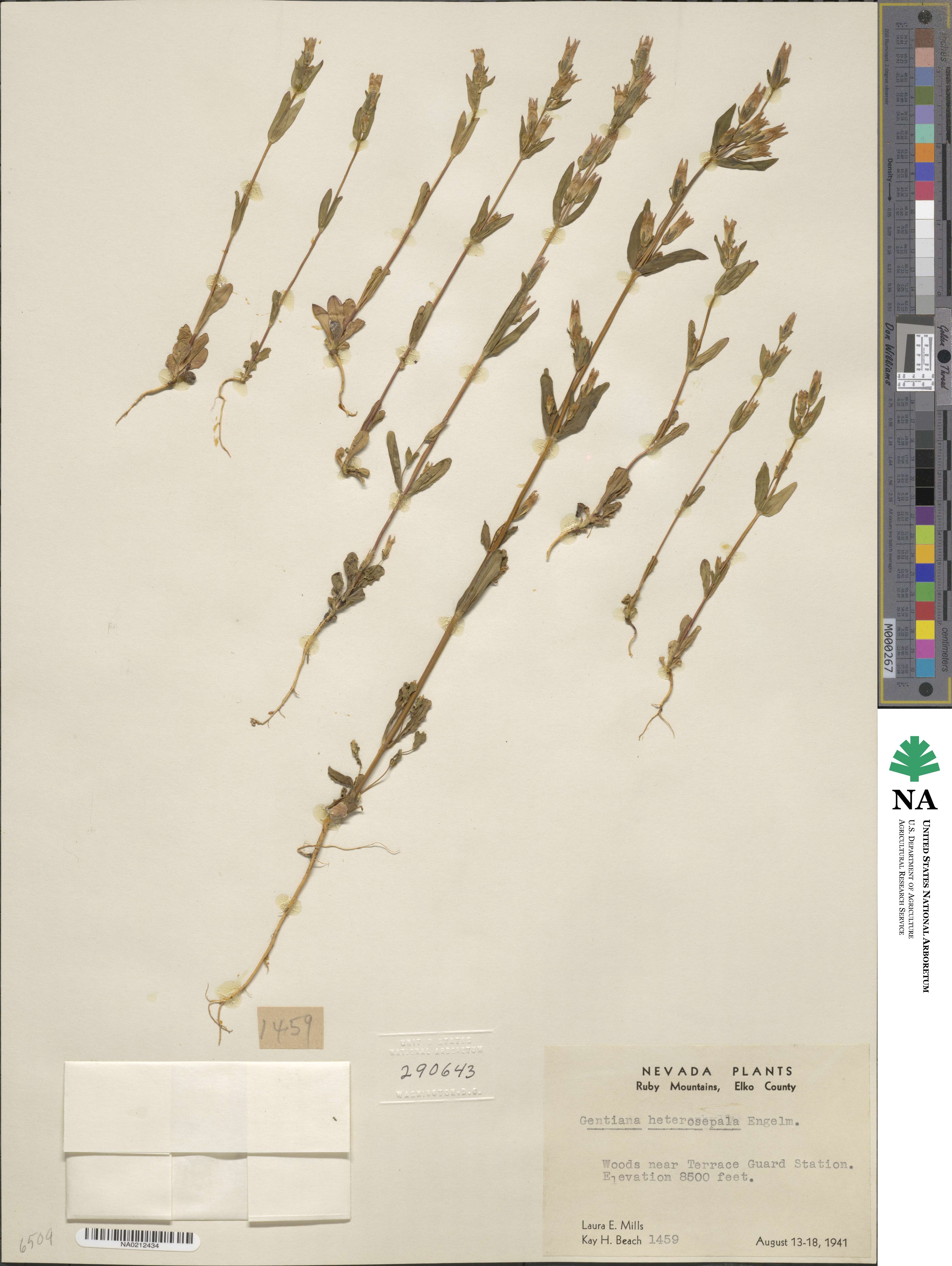 Gentianella amarella subsp. heterosepala image