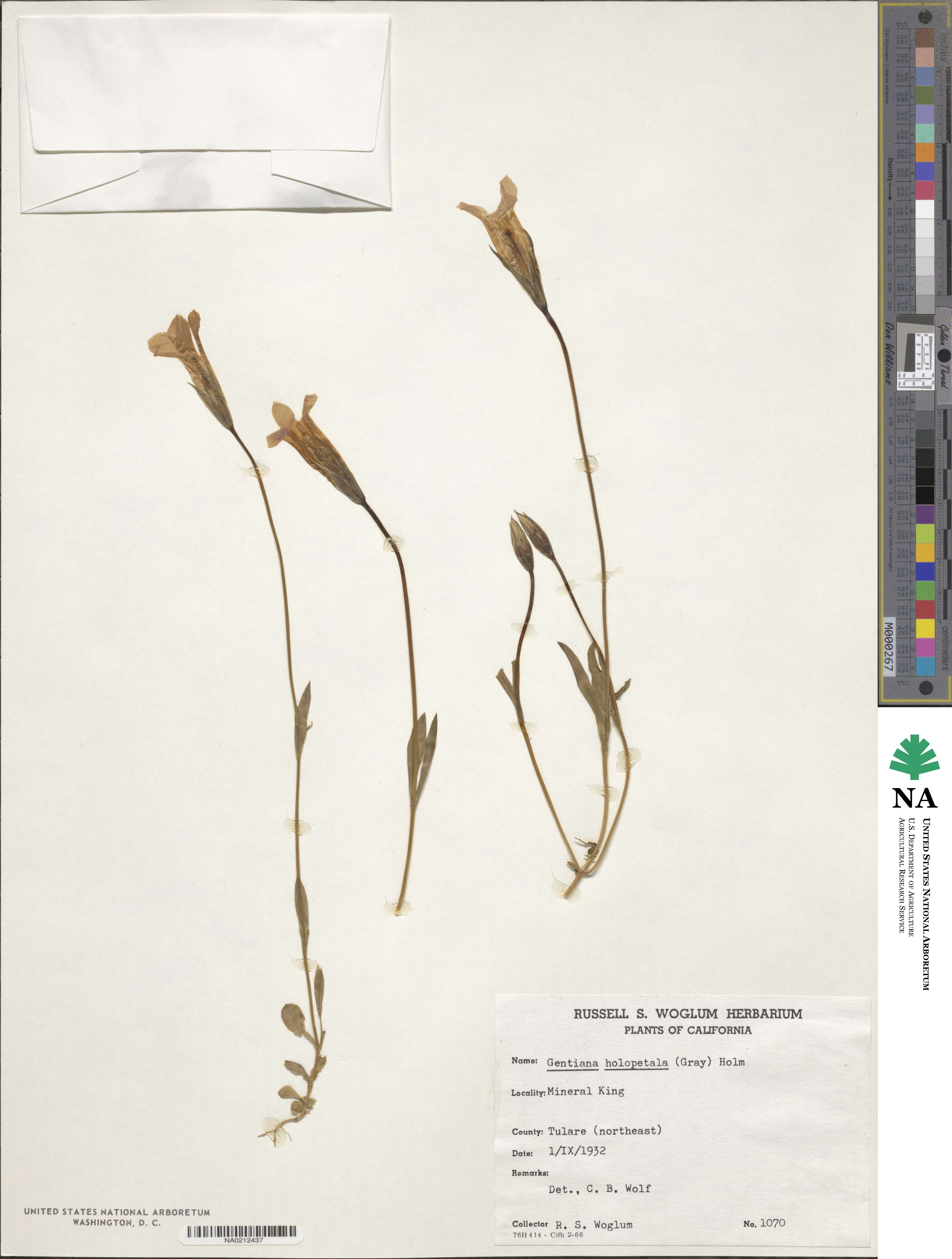 Gentianopsis holopetala image