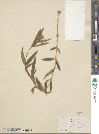 Gentiana linearis image