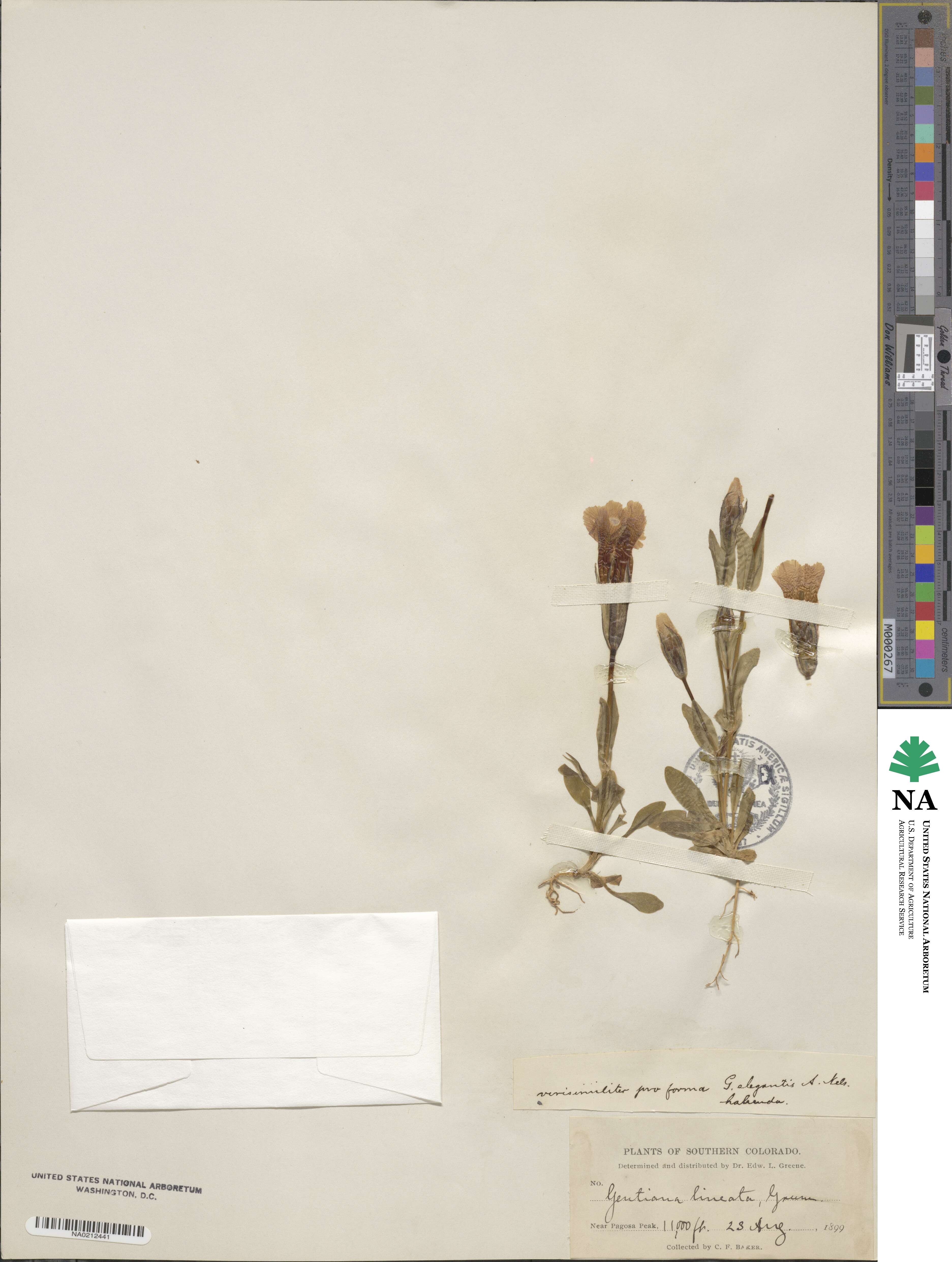 Gentiana linearis image