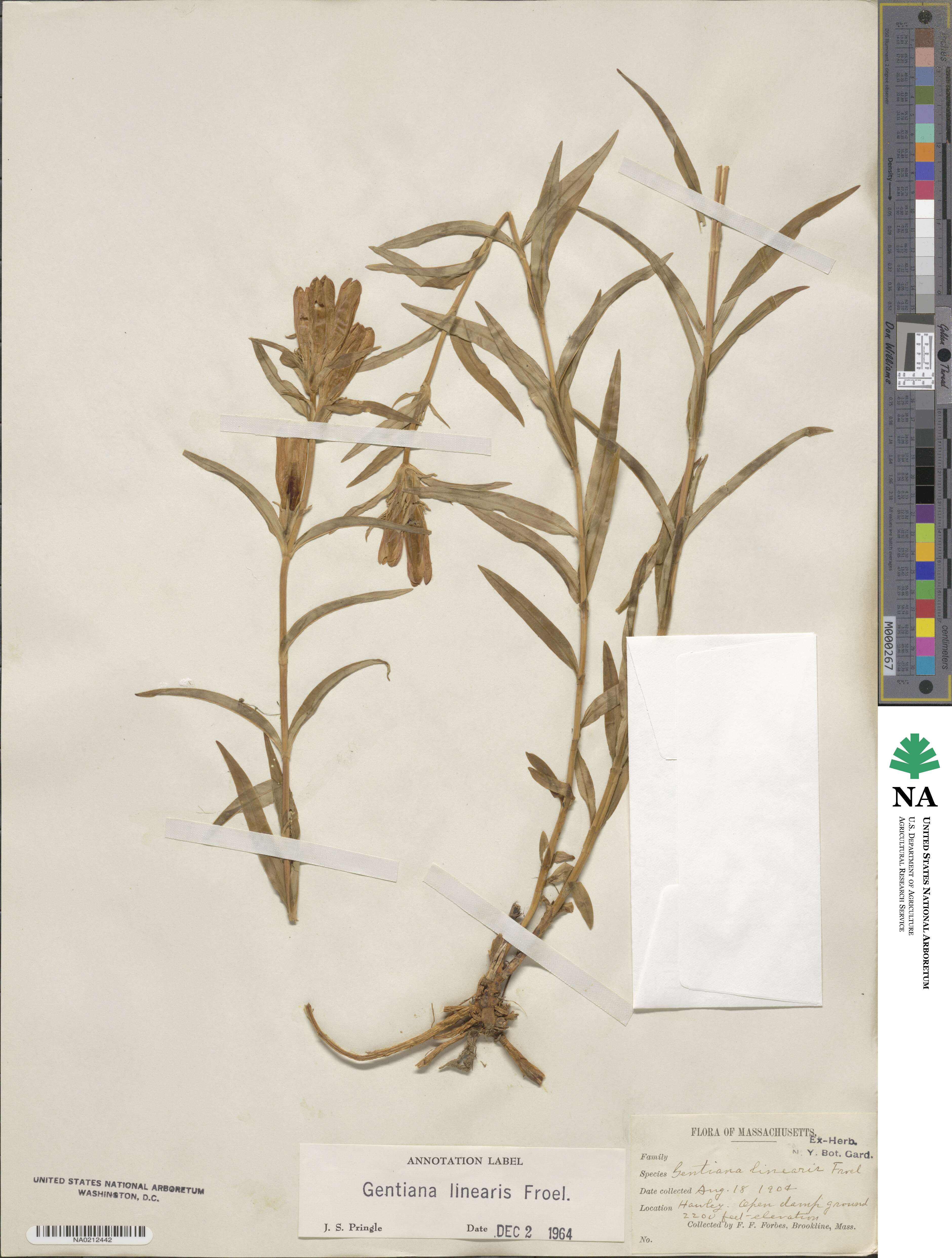 Gentiana linearis image