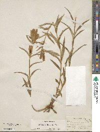 Gentiana linearis image