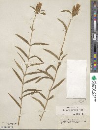 Gentiana linearis image