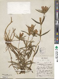 Gentiana linearis image