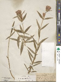 Gentiana linearis image