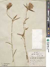 Gentiana linearis image