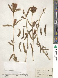 Gentiana linearis image