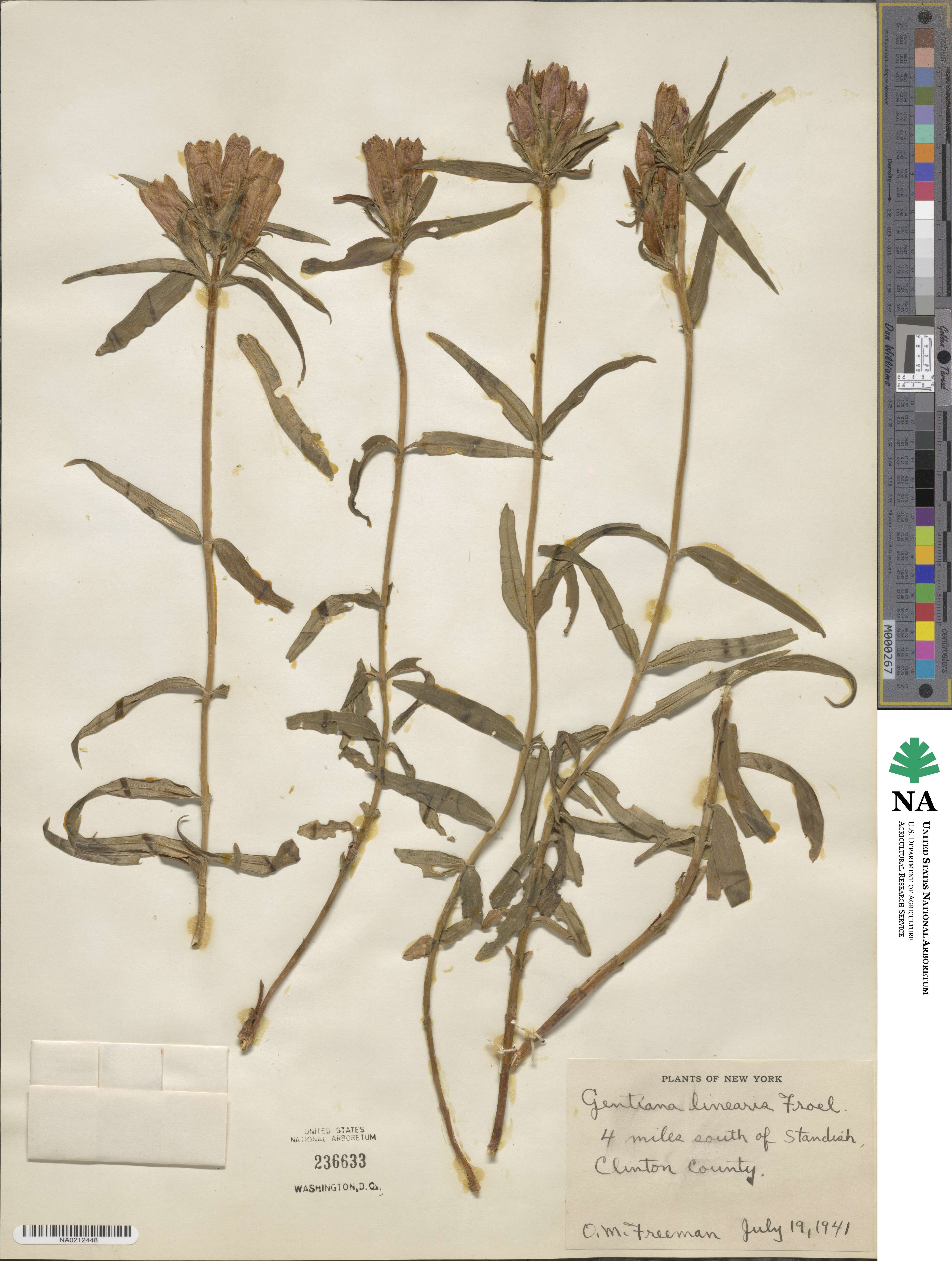 Gentiana linearis image