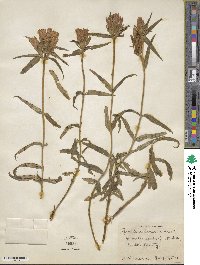 Gentiana linearis image