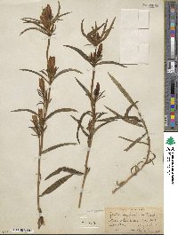 Gentiana linearis image