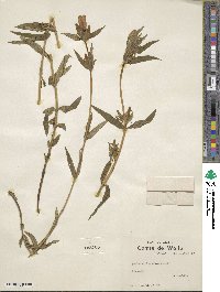 Gentiana linearis image