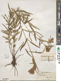 Gentiana linearis image