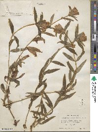 Gentiana linearis image