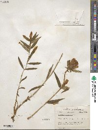 Gentiana linearis image