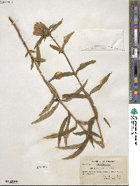 Gentiana linearis image