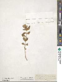 Gentiana ochroleuca image