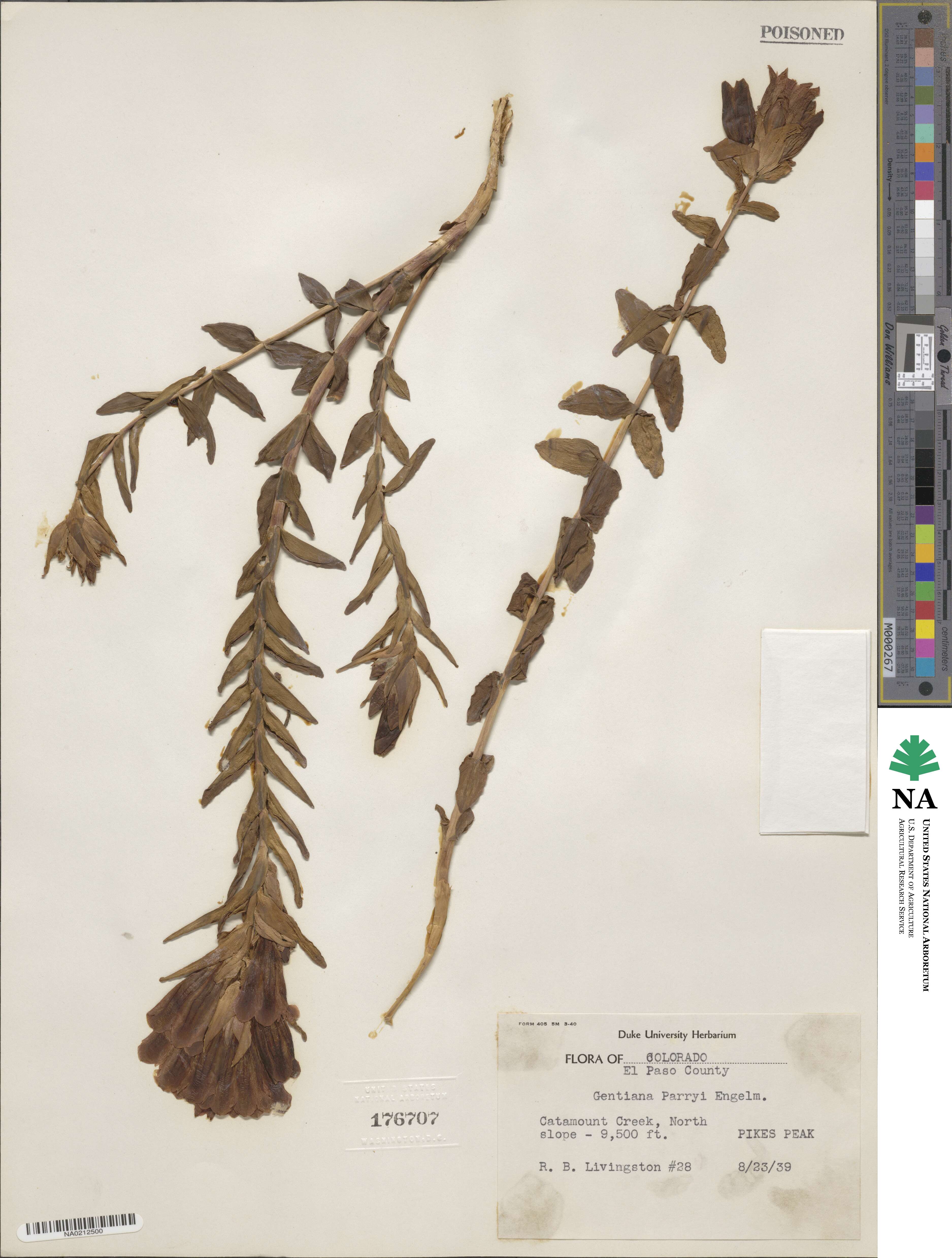 Gentiana parryi image