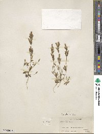 Gentianella amarella subsp. acuta image