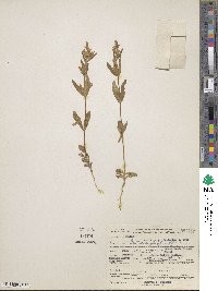 Gentianella amarella subsp. acuta image